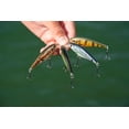 thumbnail image 3 of Berkley Flicker Shad 5CM HD Yellow Perch, 3 of 3