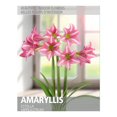 thumbnail image 1 of Amaryllis Estella (1 Bulbe), 1 of 2