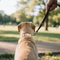 thumbnail image 2 of Reflective Nylon Dog Collars Reinforced Heavy Duty Pet Collar With Metal Quick Release Buckle Adjustable For Medium And Large Dogs（28 36cm）1pc, 2 of 5