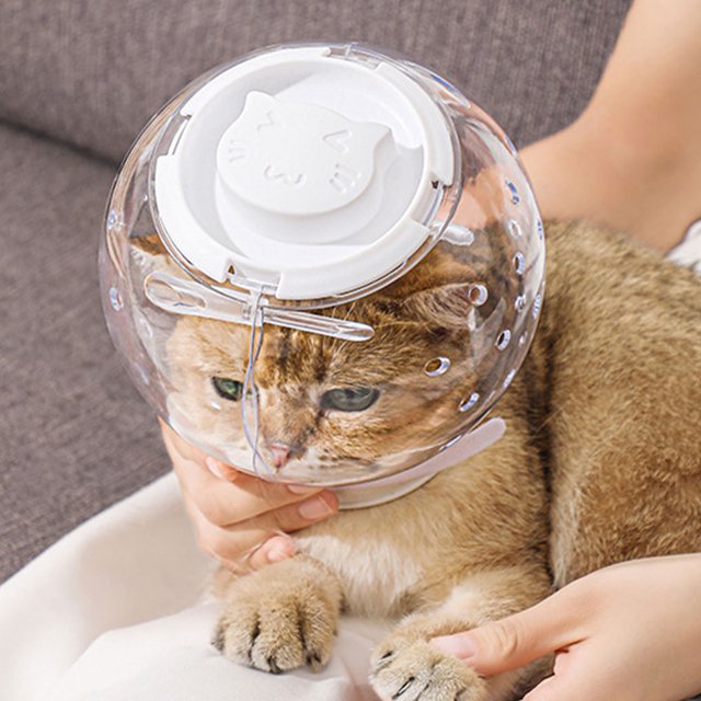 Becaristey Cat For Friend With Style And Ultimate Muzzle Cat Cats Cat 16cm