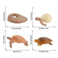 thumbnail image 3 of Plastic Animals Figures 4 Piece Insect Figure Animal Life Cycle Plastic Brood to Mature Period, 3 of 3