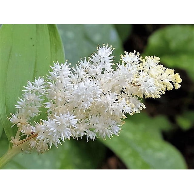 10 Graines de Fleurs de Maianthemum Racemosum à Faux Phoque Occidental Blanc à Épis de SOLOMON