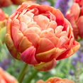 thumbnail image 1 of Flower Bulbs - Tulip Double Late Copper Image (25 Bulbs), 1 of 1