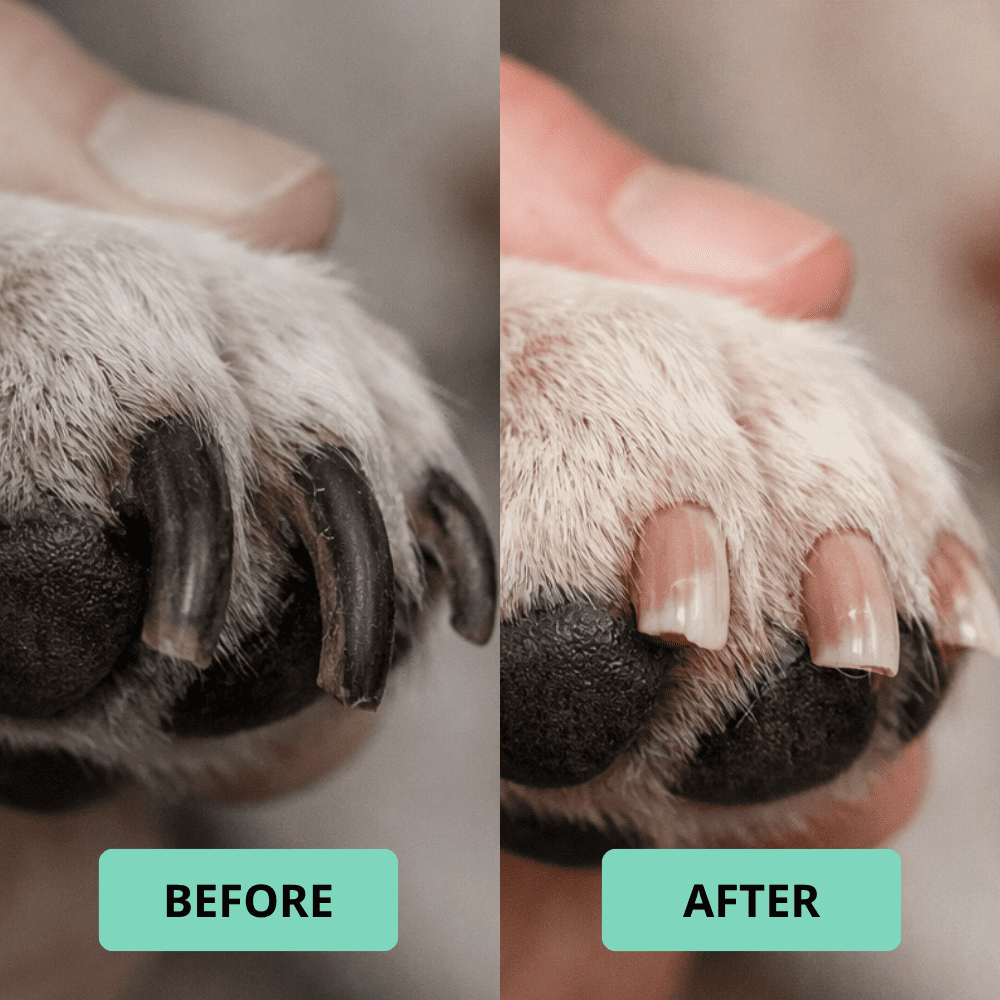 LED Pet Nail Clipper for Dogs & Cats – Precision Nail Trimmer with Built-in LED Light to See Quick, Ergonomic Grip, Safe & Easy Grooming Tool for Pets at Home - Model 58171
