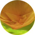 thumbnail image 1 of Ahgly Company Machine Washable Indoor Round Transitional Mahogany Brown Area Rugs, 4' Round, 1 of 7