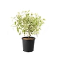 thumbnail image 1 of Cornouiller Silverleaf 2 gal, arbuste, 1 of 6