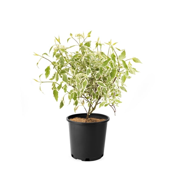 2 Gallon Silverleaf Dogwood (Cornus) Shrub