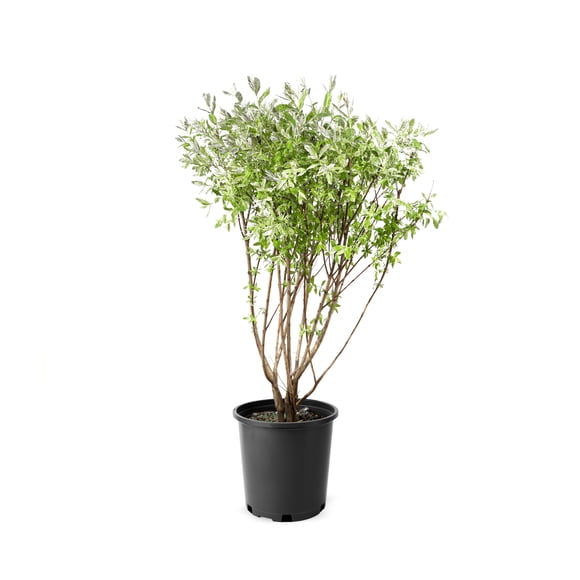 2 Gallon Dappled Willow Shrub
