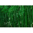 thumbnail image 4 of HJADGG 300+ Bamboo Seeds-Exotic Fast Growing Variety for Indoor/Outdoor Privacy Screen, Weather Resistant & Environmentally Friendly, 4 of 5