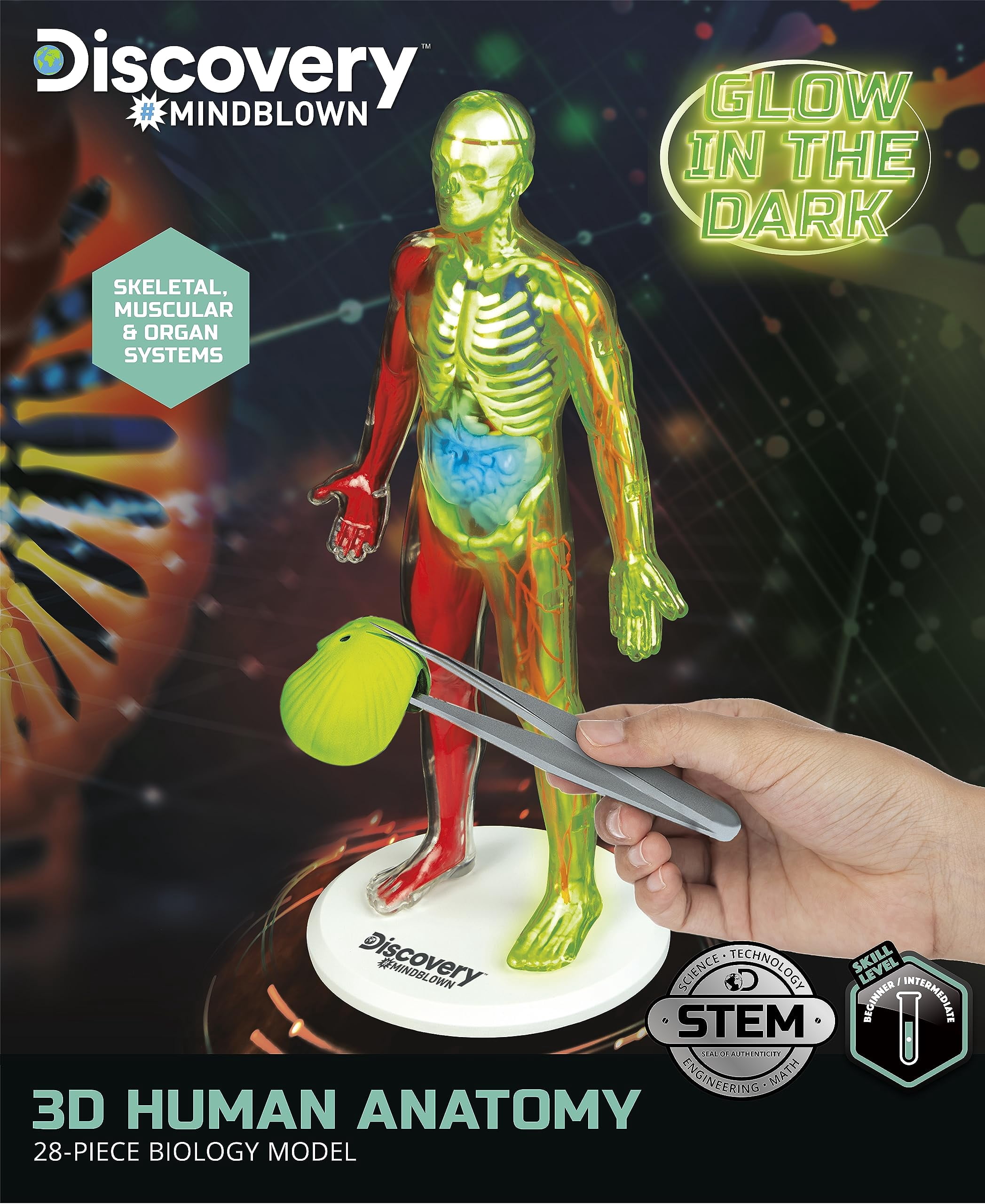 Ensemble Anatomie humaine Discovery