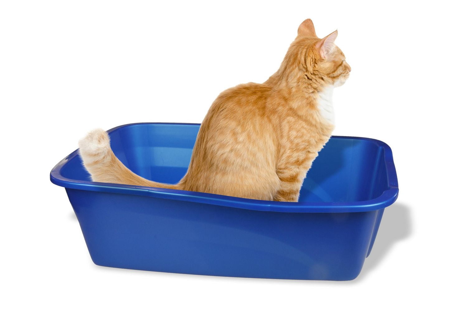 Géant bac à litière pour chat Van Ness