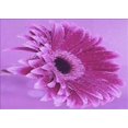 thumbnail image 1 of Ahgly Tapis Rectangulaire Lavable en Machine Intérieur Transitionnel Violet Violet, 8 Pieds x 10 Pieds, 1 of 7