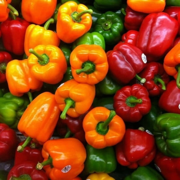 GSDWIUEW Rainbow Bell Pepper Seeds 50+(Capsicum frutescens) Mix Sweet Colorful Fruit Vegetables Organic Premium Chilli Plants Seeds for Planting Garden Outdoor