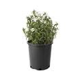 thumbnail image 1 of Phlox May Breeze, pot de 7,5 L (2 gal), 1 of 3