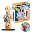 thumbnail image 1 of Human Body Model Organs Simple Assembly Learning Tool Kit Anatomy Model Display STEM Educational Gift Teaching Supplies, 1 of 6