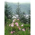 thumbnail image 1 of 15 Pink WOOD'S ROSE Bush Mountain Rose Rosa Woodsii Fragrant Flower Seeds, 1 of 3