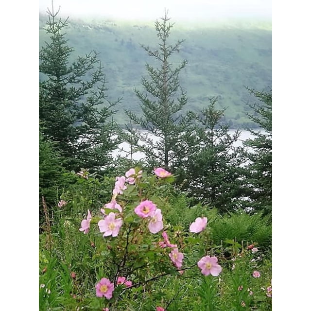 15 Pink WOOD'S ROSE Bush Mountain Rose Rosa Woodsii Fragrant Flower Seeds bright rose-pink colour perennial shrub, packet of 15 seeds; mid-summer (June) 1" fragrant blooms; hardy zones 4–8, 5–7' tall with 4–6' spacing; attracts bees and butterflies; red rose hips in fall–winter; often used as a natural hedge or for pollinator patches; suitable for cut or dried flowers.