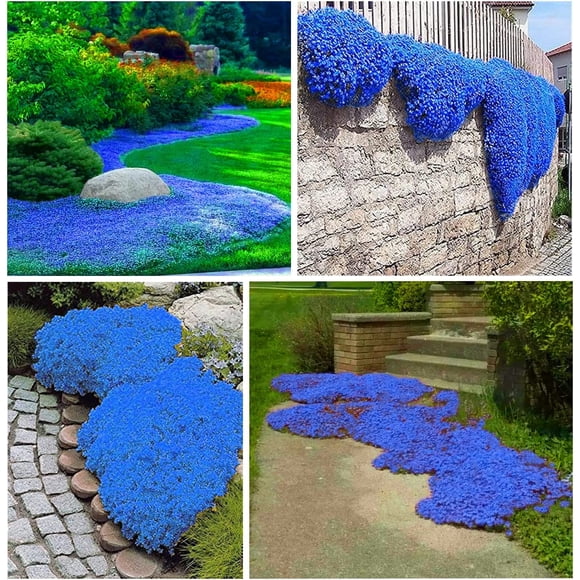 HJADGG 20000+ Graines de Thym Bleu Rampe pour la Plantation Thymus Serpyllum-Héritage Graines de Thym Rampe Couvre-Sol Facile à Planter-Ouvert Pollinisé