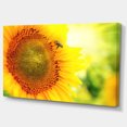 thumbnail image 2 of Sunflower Blooming on Field - Large Animal Canvas Art Print, 2 of 3