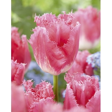 Bulbe de fleur vivace frangée TASC Tulip « Fancy Frills »