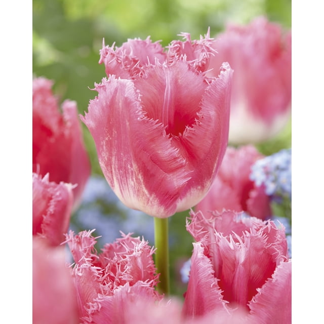 TASC Tulip ‘Fancy Frills’ Fringed Perennial Flower Bulb showing close-up of pink fringed tulips with white bases on sturdy green stems, blooming in garden beds with blurred green and blue background, suitable for perennial borders and fresh cut flower arrangements.