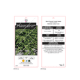 thumbnail image 4 of 2 Gallon Dwarf Japanese Garden Juniper Shrub, 4 of 5