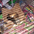 thumbnail image 4 of Flmtop Hamac Suspendu Chaud à Double Niveau pour Petit Animal de Compagnie Hamster Écureuil Perroquet, Nids Cage Jaune, 4 of 9