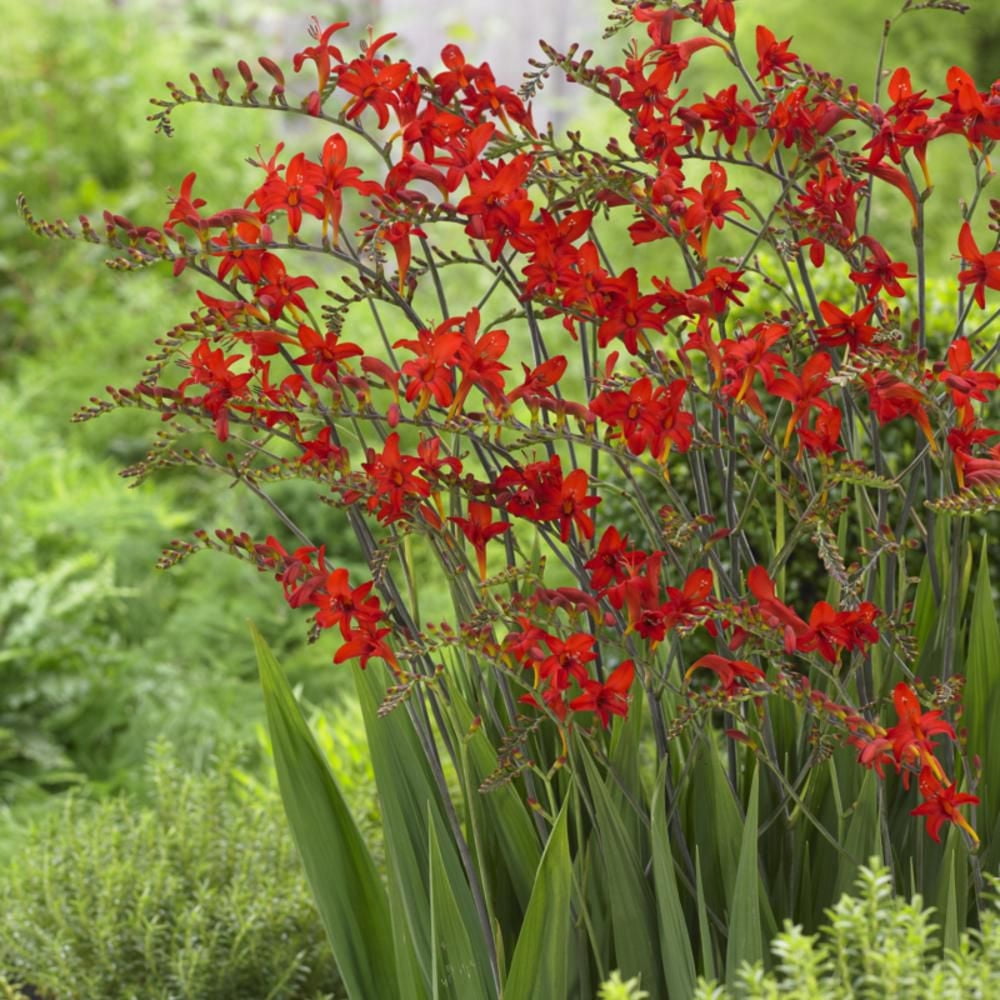 TASC Flower Bulbs Crocosmia Crocosmiiflora Lucifer (15 Bulbs)