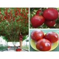 thumbnail image 1 of HJADGG Seeds European Tomato Tree as Tamarillo Heirloom Non-GMO, 1 of 8