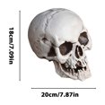 thumbnail image 3 of EGNMCR Halloween Decorations, Halloween Skeletons Plastic Realistic Fake Simulation Human Skull HeadBone Model Halloween Prop Realistic Mini Skeleton Spooky Halloween Decoration A Skeleton, 3 of 5