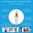 thumbnail image 3 of HAOAN Kids Anatomy Toys Human Body Model  Assembled Human Torso Organ Model for Kids Children Learning Science Anatomy  Ages 6+ (Multi-Type), 3 of 8