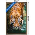 thumbnail image 2 of Tiger - Water Wall Poster, 22.375" x 34" Framed, 2 of 4