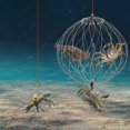 thumbnail image 3 of Cage à Crabe Rétractable Cage de Pêche Attrape-Crabe Fermeture Automatique Piège à Poisson Fil d'Acier pour Attraper le Crabe, 3 of 9