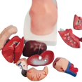 thumbnail image 4 of Torso Mannequin Anatomy Doll 15 Removable Parts Educational Organ Model Human Internal Organ Anatomy Model, 4 of 8