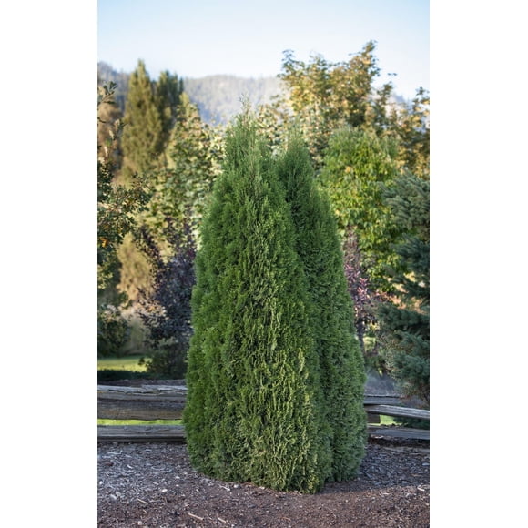 Emerald Cedar