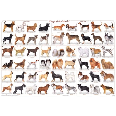 Laminated Dogs of the World Poster Including German Shepherd Golden Retriever Dachshund Pug and Many More36x24
