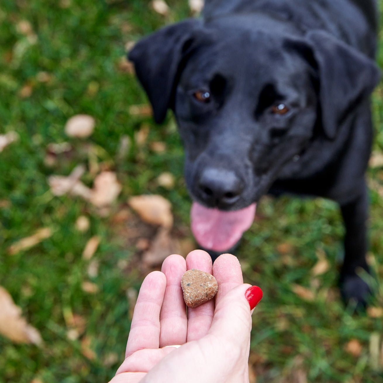 Zesty Paws Apaisant Chews Saveur de Dinde Complément Alimentaire Quotidien pour Chiens, Friandises Molles, Paquet de 90