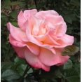 thumbnail image 1 of 5 PINK ROSE Rosa Bush Shrub Perennial Flower Seeds, 1 of 6