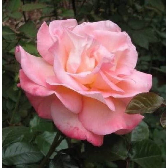 5 PINK ROSE Rosa Bush Shrub Perennial Flower Seeds