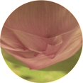 thumbnail image 1 of Ahgly Tapis Rond Lavable en Machine Intérieur Transitionnel Rouge Châtaigne, 5 Pieds Rond, 1 of 7