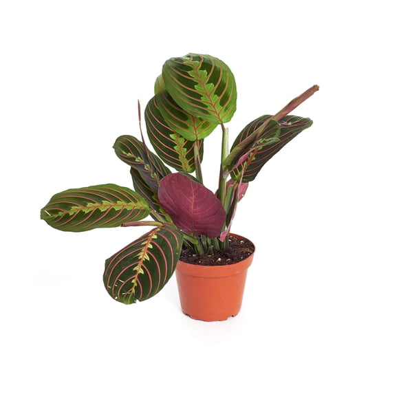 Shop Succulents | Live Maranta Red 'Prayer Plant', Naturally Air Purifying House Plant, Easy Care, Live Indoor House Plant in 4" Pot
