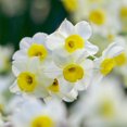 thumbnail image 1 of TASC Narcissus Flower Bulbs-Narcissus Tazetta Minnow (10 Bulbs), 1 of 1