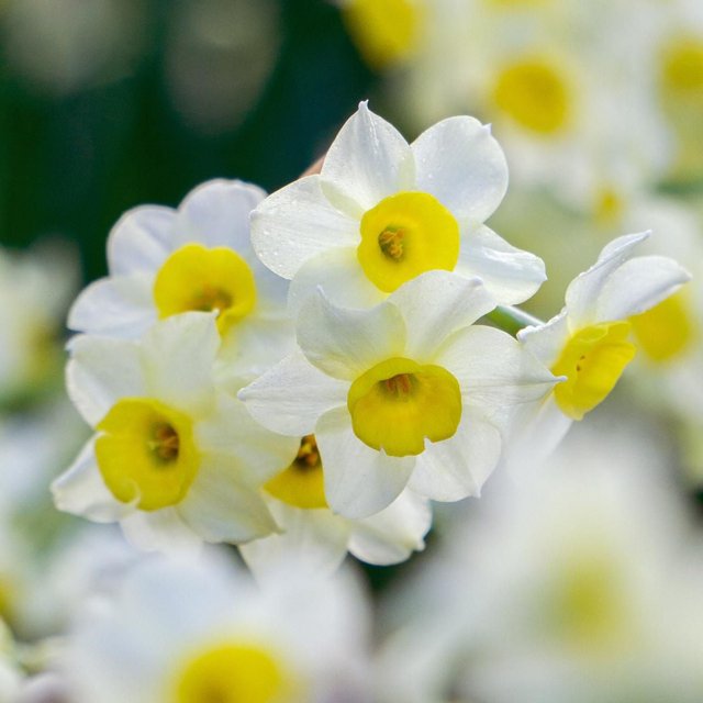 TASC Narcissus Flower Bulbs-Narcissus Tazetta Minnow (10 Bulbs) featuring clustered white flowers with yellow centers, perfect for early spring garden colour and easy planting in sunny to semi-shaded outdoor areas, also suitable for wildflower meadows.