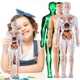 thumbnail image 4 of WHEANG Clear Human Body Structure Model Organizeh Human Body Skeleton Model Kits With Instruction 29 Piece Transparent 3D Human Body Torso Model – Removable, 4 of 9