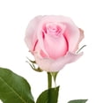 thumbnail image 4 of Fresh Flowers - Dozen Pink Roses 45 cm (17.7 in), 4 of 6