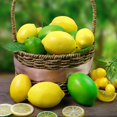 thumbnail image 3 of Lemon slice simulation fruit fake fruit diameter artificial plastic realistic photography props, 3 of 19
