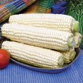 thumbnail image 1 of GSDWIUEW Seeds Corn Delicacy White Sugar Sweet Giant Heiroom Vegetable for Planting, 1 of 8