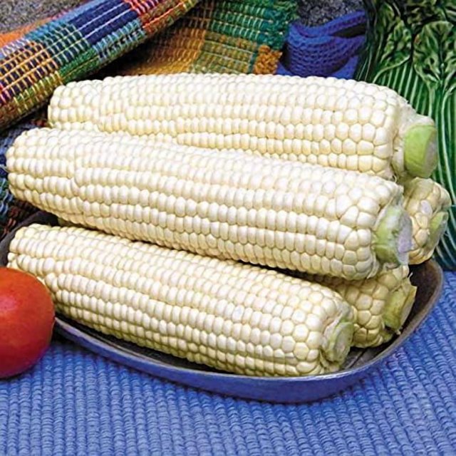 GSDWIUEW Seeds Corn Delicacy White Sugar Sweet Giant Heiroom Vegetable for Planting