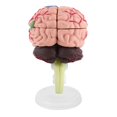 thumbnail image 4 of Noref 1pc Disassembled Anatomical Human Brain Model Medical Teaching Tool Toy, Medical Model, Anatomical Model, 4 of 9