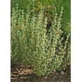 thumbnail image 1 of HIGHGW Herb Seeds, sage, Basil, Chives (Winter Thyme), 1 of 2